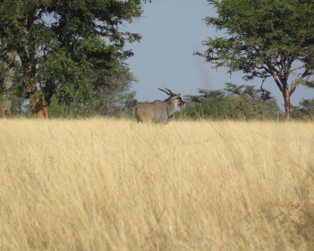 Uganda Pro Hunts