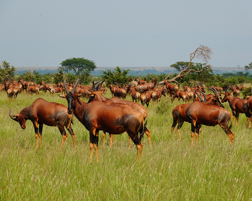 Uganda Pro Hunts