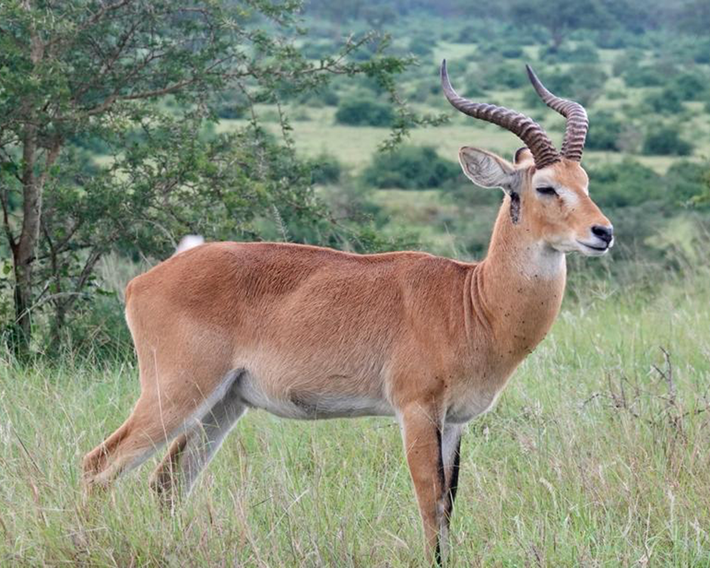 Uganda Pro Hunts